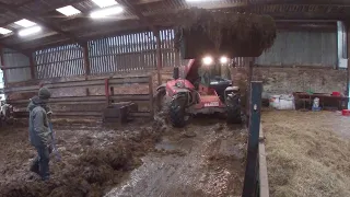 Mucking out the cow shed