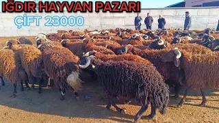 IĞDIR HAYVAN PAZARINI GEZDİK ~KÜÇÜKBAŞ FİYATLARINI SORDUK ~~ HAYVAN PAZARI