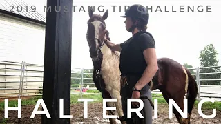 Haltering  | 2019 Mustang TIP Challenge