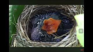 การสื่อสารโดยการสัมผัส ของนก