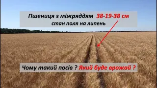 Україна Жнива 2020 рік - Прямий посів 2 рік | Пшениця сорт Конка з міжряддям 19 та 38 сантиметрів