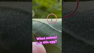 Watch This Mystery Animal Hatch From An Egg! | Dodo Kids