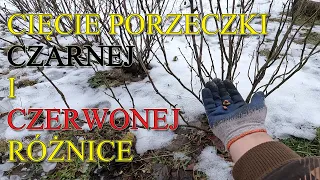 Cięcie porzeczki czarnej i czerwonej - różnice