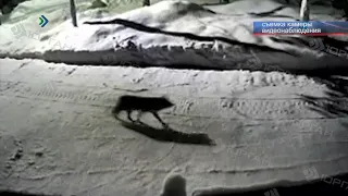 В посёлке Весёлый Кут в объективы камер видеонаблюдения попал волк