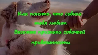 КАК ПОНЯТЬ ЧТО СОБАКА ТЕБЯ ЛЮБИТ ВЕСОМЫЕ ПРИЗНАКИ  HOW TO UNDERSTAND THAT THE DOG LOVES YOU