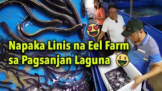 Eel Farm- Cleanest Setup - Anguilla Bicolor Pacifica  Part 1