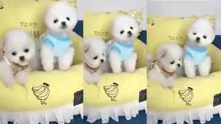 Mini Pomeranian 🐶 Cute and funny dogs videos compilation -9-2021 #Shorts