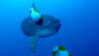 Scuba Diving with the Bali Mola-Mola (Ocean Sunfish)