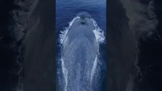 🐳 Самое большое существо на планете‼️Синий кит достигает 33 метра в длину и массы более 150 тонн.