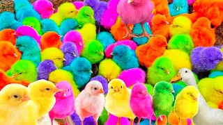 Catch Cute Chickens Colorful Chickens, Rainbow Chicken Rabbits, Cute Cats Ducks Animals Cute part 68