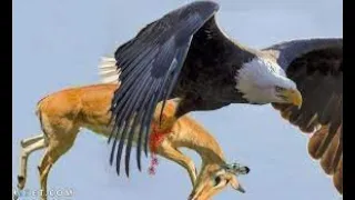 The Best Of Eagle Attacks   Most Amazing Moments Of Wild Animal Fights! Wild Discovery AnimalsThe Mo