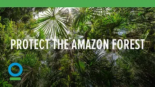 Protect the Amazon Forest