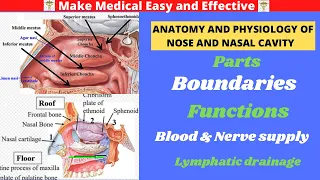 ANATOMY AND PHYSIOLOGY OF THE NOSE AND NASAL CAVITY | FUNCTIONS | BOUNDARIES OF NASAL CAVITY |