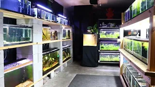 Fish Room Tour - DIY Garage Setup - Over 1000 Fish & 50 Tanks - Guppies, Angelfish, Cichlids & MORE