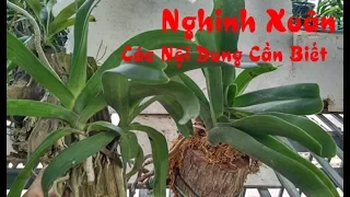 Tổng hợp các nội dung về phong lan Nghinh Xuân|Đai Châu|Ngọc Điểm