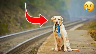 Hund wird am Bahnhof ausgesetzt und wartet JAHRELANG auf seinen Besitzer. Schau was passiert! 😪