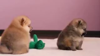 Померанский шпиц, Pomeranian puppy