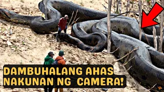 7 DAMBUHALANG AHAS NA NADISKUBRE | PINAKAMALAKING AHAS SA BUONG MUNDO / BIGGEST SNAKES GIANT SNAKES