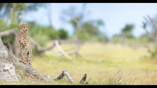 Machaba and Gomoti Plains Photographic Safari - March 2024