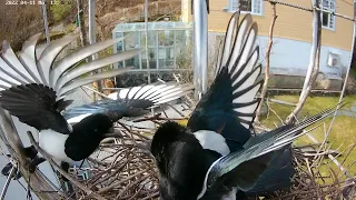 220411 magpie claiming ownership of abandoned nest