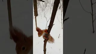 Рыжая, очень ловкая белка / A red-haired, very agile squirrel