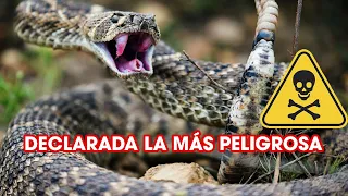 LA VERDADERA HISTORIA DE LA SERPIENTE DE Cascabel | SoyCorraje