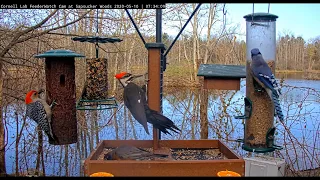 Red-bellied and Pileated Woodpeckers exchange jabs      07 34  Video 2020 05 10 075332