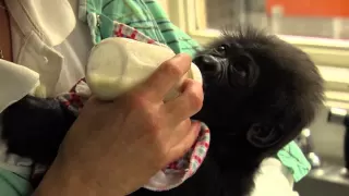 Baby Gorilla Surrogate Moms - Cincinnati Zoo