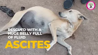 Rescued Female dog (Bella) who was found with a huge belly full of fluid. | Ascites