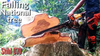 Cutting the very expensive and the most beautiful tree in Philippines//Totordz Tv