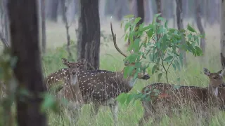 Chital Deer Mob In The Rain - Spotted Safaris