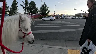 Lt. Rowdy Mini Horse Visiting Westfield Topanga Village (26)