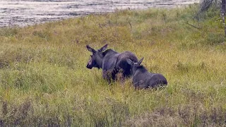 Moose Calf Feeding