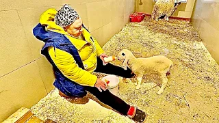 Ольга Ивановна бросила маленького львенка и пришла кормить барашку Женечку, но она не хочет есть)))
