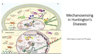 Mechanosensing triggers biochemical changes in Huntington's disease #Code: 542