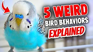 5 Odd Bird Behaviors EXPLAINED