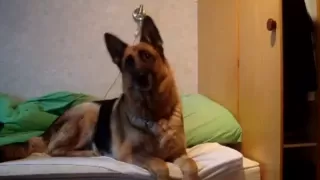 German shepherds reaction to wolf howling