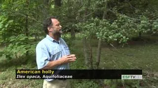 Trees with Don Leopold - American holly