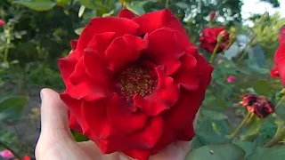Роза Черная магия чайно-гибридная
