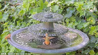 Both hummingbird chicks (Sunny and Skye) at the water fountain. #hummingbird #waterfountain