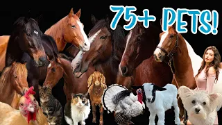FEEDING ALL MY PETS IN ONE VIDEO! | 75+ ANIMALS