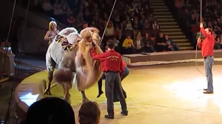 В цирке