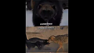 Росомаха vs Медоед#животные #WOLVERINE#HONEYBEATTER#versus