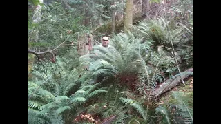 Evergreen Western Sword ferns in habitat