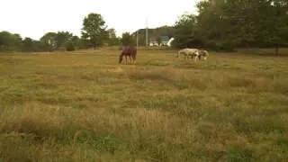 Baby & Mom meeting new pasture Mates for first time