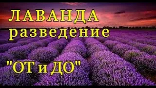 Разведение ЛАВАНДЫ  - весь процесс "ОТ и ДО".