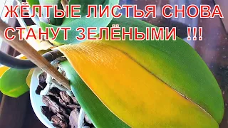 Сглазили орхидею - пожелтели листья. 50 цветков на грани жизни и смерти.