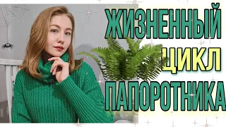 ЖИЗНЕННЫЙ ЦИКЛ ПАПОРОТНИКА ЗА 2 МИНУТЫ