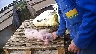 East Anglian Pig Farm Exposed | Animal Equality Undercover Investigation