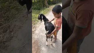 See what the boy is doing with the goat